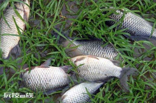 水库钓鱼技巧都有什么(水库钓鱼技巧大全实用篇)-图片3